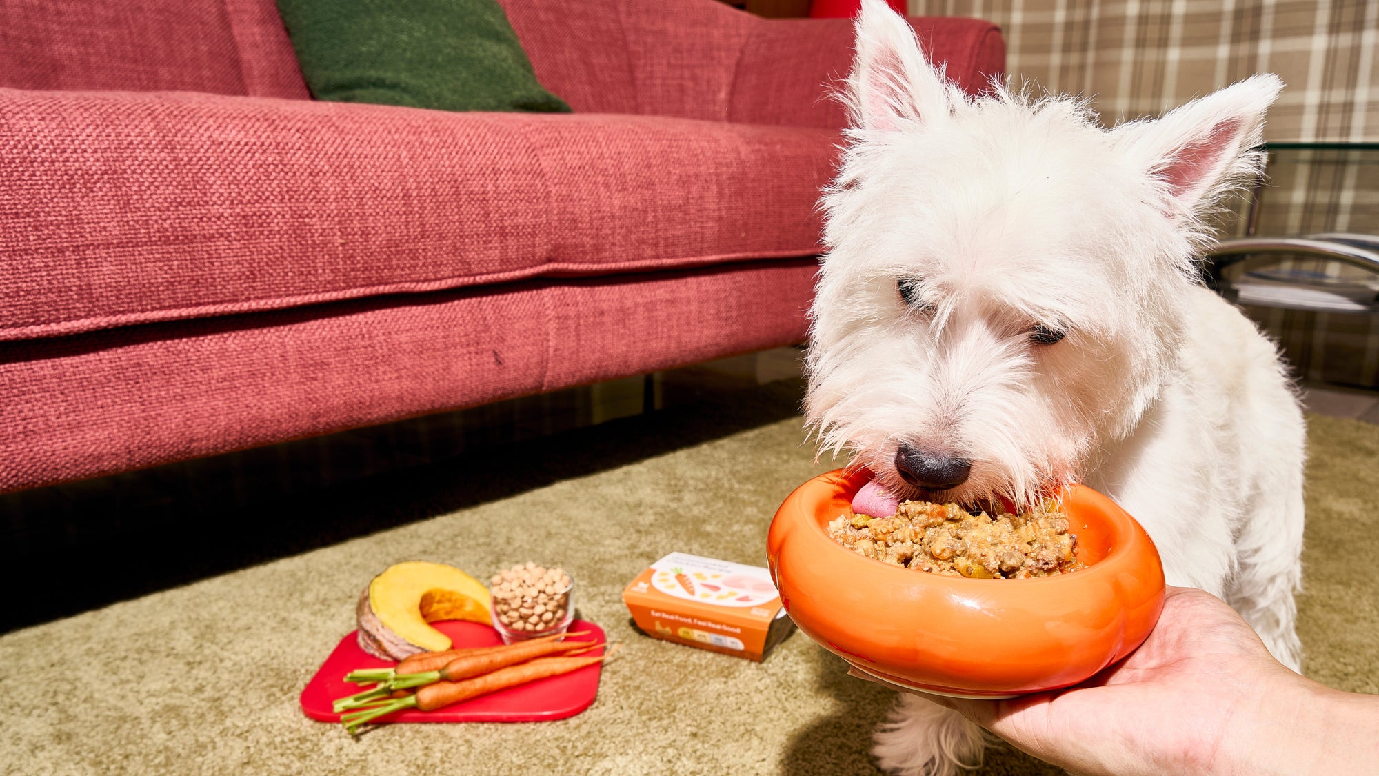 White dog eating from an orange bowl on a carpeted floor with various ingredients around.